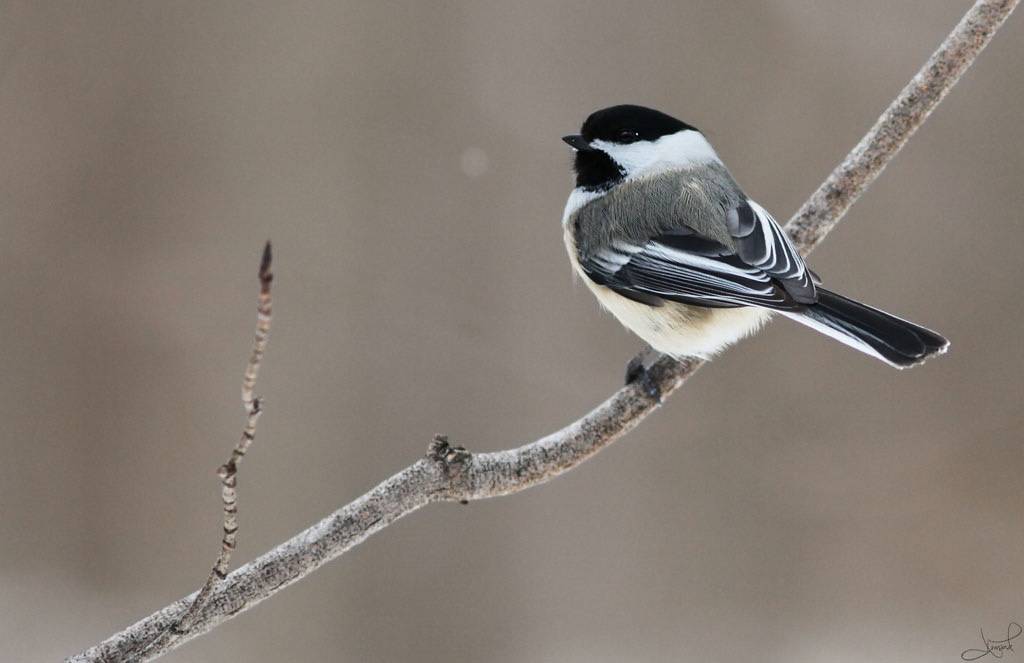 Black-Capped Chickadee by tsaiproject is licensed under CC BY 2.0